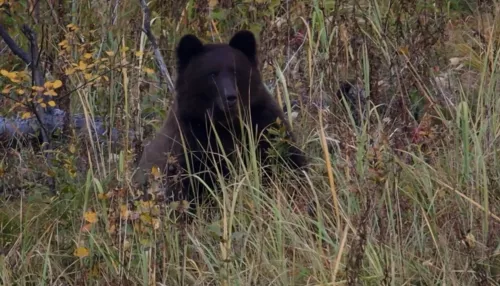 Жители Алтайского края всё чаще встречают в лесах медведей