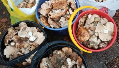 Алтайские грибники в начале октября ведрами собирают подтопольники