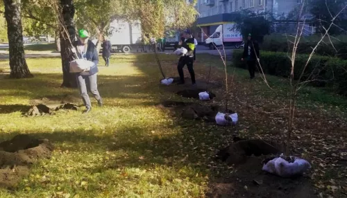 В Барнауле возрождают яблоневую аллею на улице Георгия Исакова