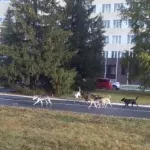 Барнаульцы испугались законопослушной стаи из 12 собак