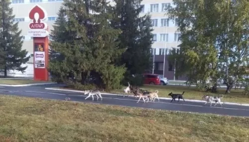 Барнаульцы испугались законопослушной стаи из 12 собак