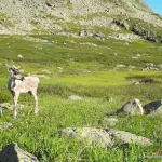 На Алтае в фотоловушку попал редкий вид северного оленя