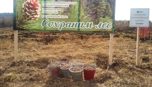 Пастбище для кабанов: под Белокурихой заложили 18 га дубовой рощи
