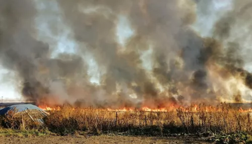 Трава и камыш загорелись около садов в окрестностях Рубцовска