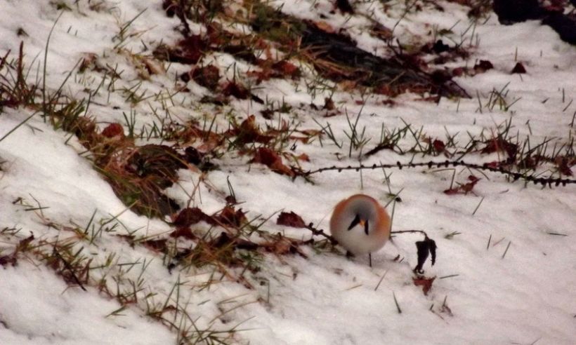 Усатая синица в поисках корма Фото:altzapoved.ru/ Олег Митрофанов