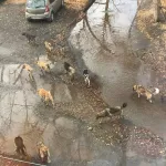 Жители алтайского наукограда опасаются разгуливающих по улицам собачьих стай