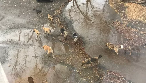 Жители Бийска опасаются стаи собак, которая нападает на кошек