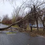 Огромное дерево в ветреную погоду упало на Аллею любви в Барнауле
