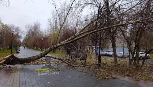 Огромное дерево в ветреную погоду упало на Аллею любви в Барнауле