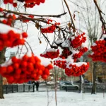 Зима близко: в Алтайском крае установится снежный покров и гололедица