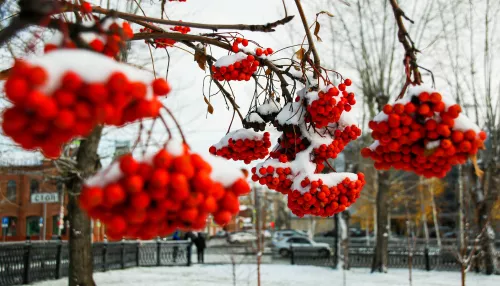 Зима близко: в Алтайском крае установится снежный покров и гололедица