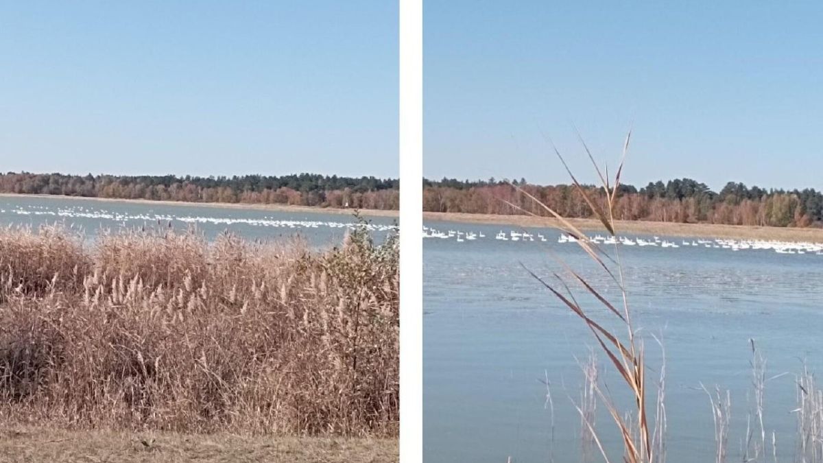 Лебеди на озере в Рубцовском районе