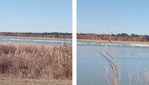 Сотни белых лебедей остановились передохнуть на озере в Алтайском крае