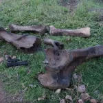 В Самарской области рыбаки нашли кости мамонта и носорога