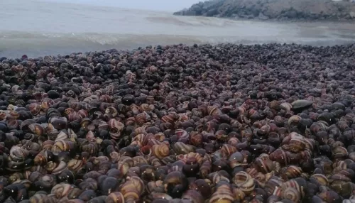 На побережье Оби из-за ветра выбросило тысячи раковин моллюсков