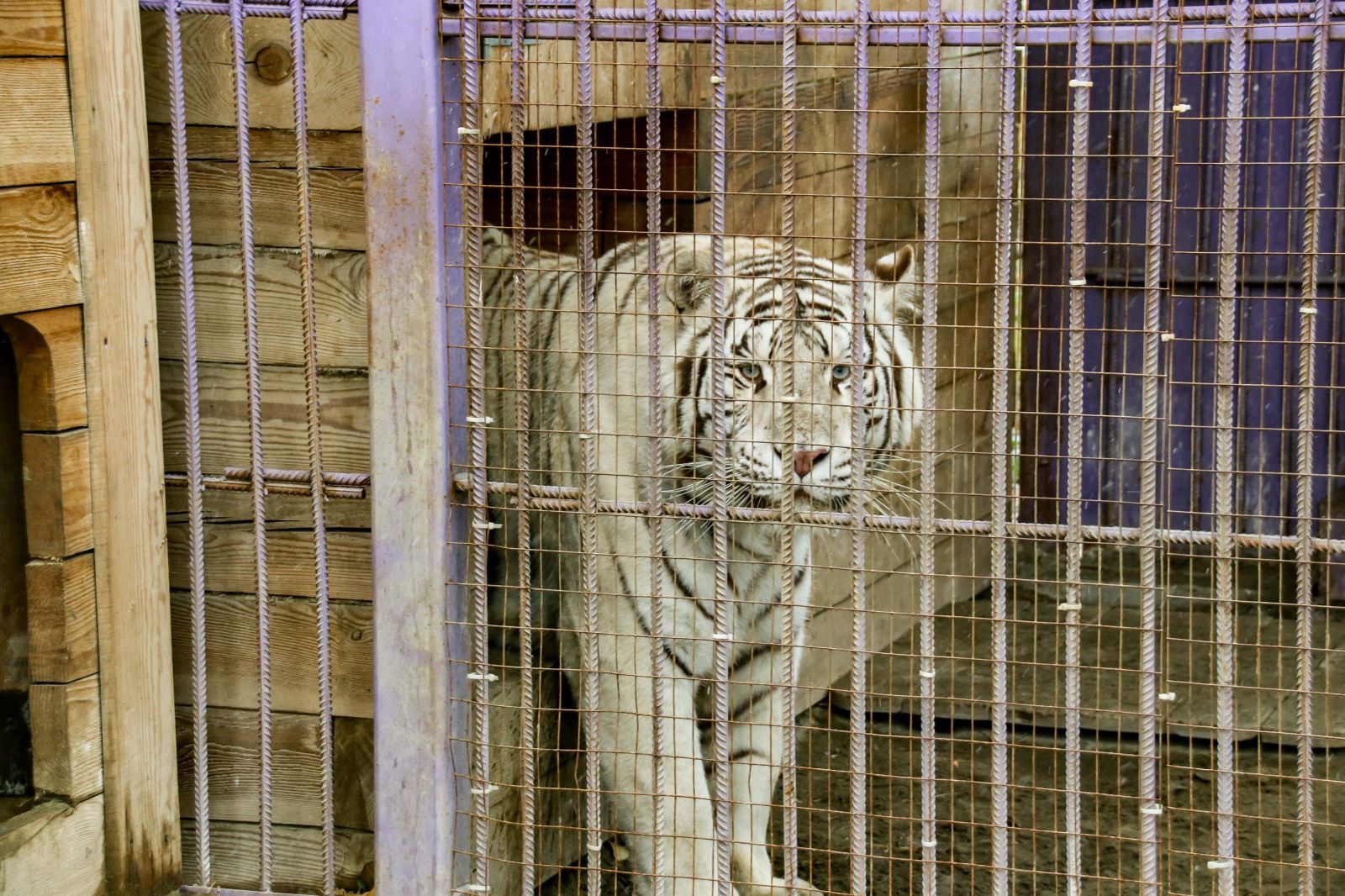 Как в Барнаульском зоопарке готовят питомцев к зиме. Фоторепортаж - Толк  01.11.2022