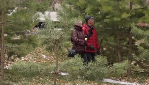 Барнаулец уже 15 лет высаживает деревья в Мизюлинской роще