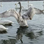В Бийске заметили прилетевших на разведку первых лебедей
