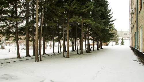 Мокрый снег, метели, гололед и ветер: о погоде в Алтайском крае 12 ноября