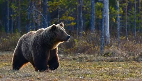 В Хабаровском крае нашли мертвым медведя, который напал на сбившее его авто