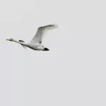 Первые лебеди слетаются на зимовку на знаменитое алтайское озеро