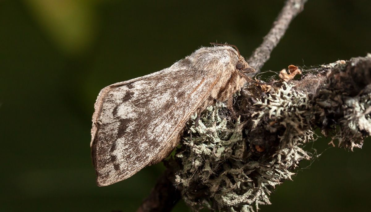 Сибирский шелкопряд (Dendrolimus sibiricus Tschetw.)