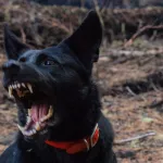 В барнаульском садоводстве хозяйские собаки кидаются на прохожих