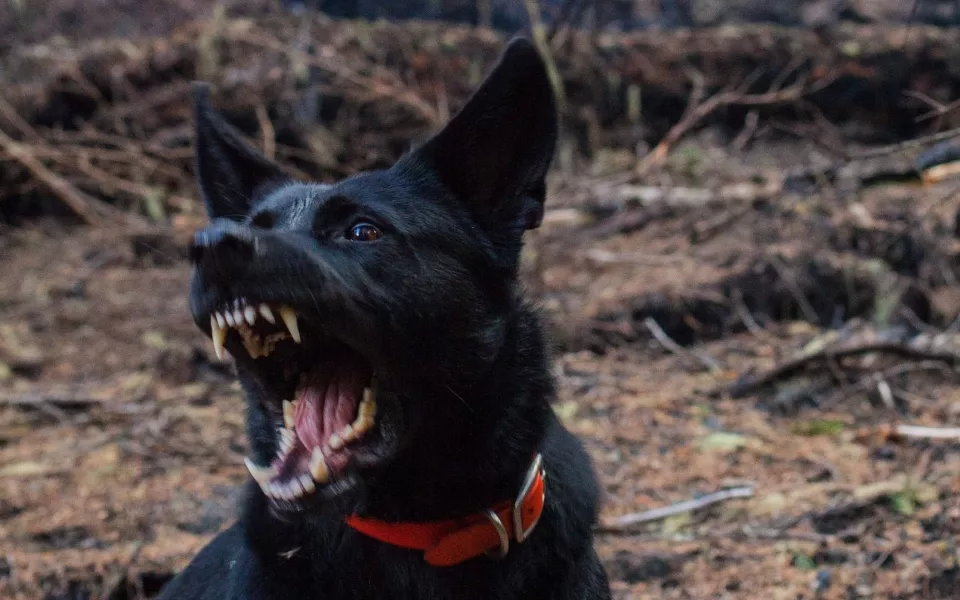 Стая из шести собак напала на мальчика в Новосибирске