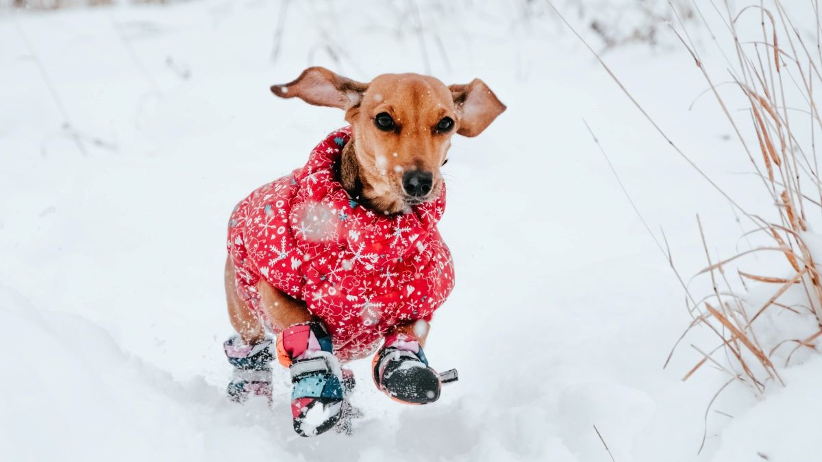 Собака в снегу, мороз