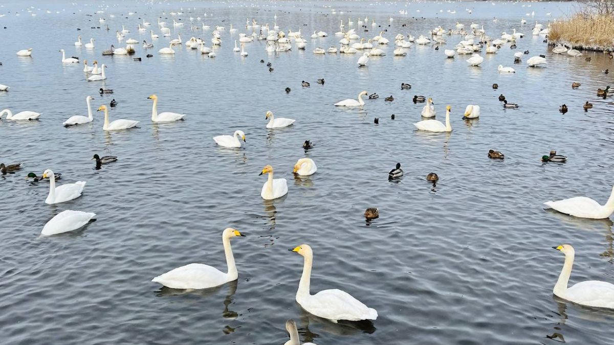 Лебеди на озере Светлом