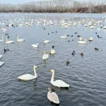 Лебеди обосновались на незамерзающем озере в Алтайском крае. Фоторепортаж
