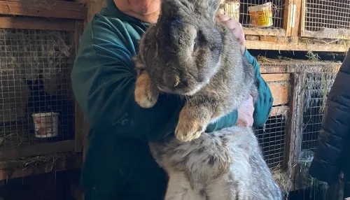 Порода – великан: директор Лесной сказки показал кролика-гиганта