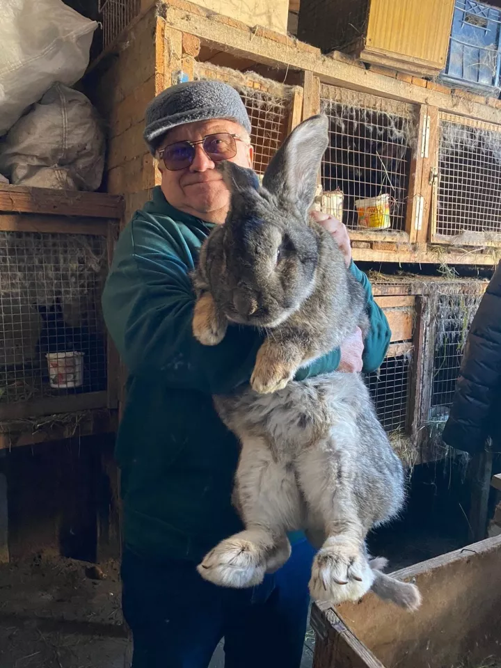 Директор зоопарка Лесная сказка показал фото с огромным кроликом - Толк  21.11.2022