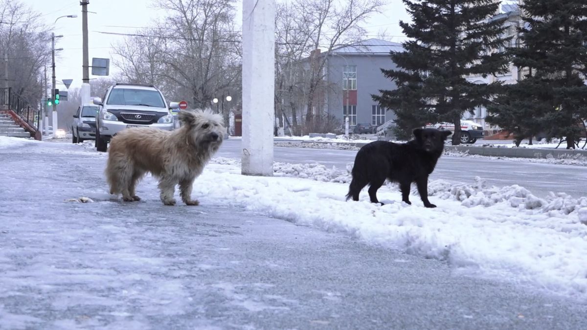Бездомные собаки в Славгороде