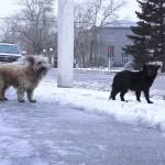 В Республике Алтай собаки покусали двоих детей