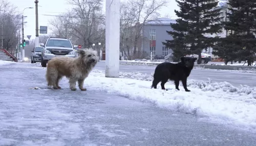 Улицы Славгорода заполонили стаи беспризорных собак