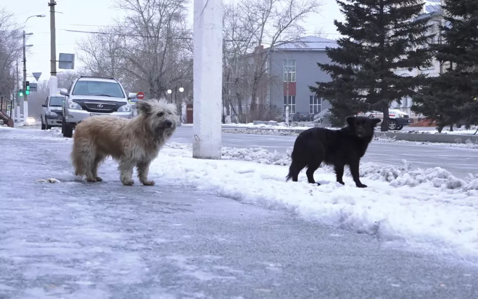 Улицы Славгорода заполонили стаи беспризорных собак
