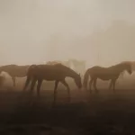 Одна на двоих: Республика Алтай стала лидером по количеству лошадей на душу населения