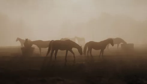 Копытом по капоту? В Алтайском крае произошел очередной лошадиный конфликт
