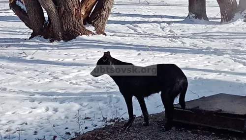 Власти Рубцовска планируют поймать стаю собак, которая орудует у школы