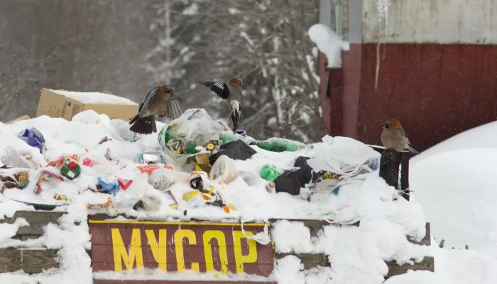 Более 1,8 тысячи мусорных контейнеров установили в Горно-Алтайске