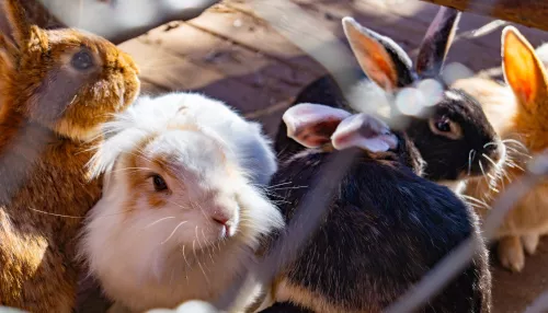 Символ года: в зоопарке Барнаула устроят выставку кроликов