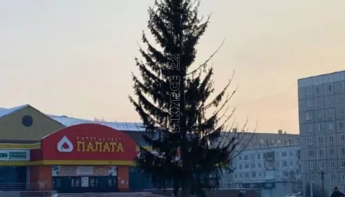 Жительница Заринска пожаловалась на спил облезлой елки у дома