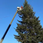 17-метровую новогоднюю ель с гирляндами установили в Бийске