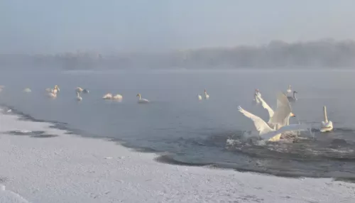 Более сотни лебедей в начале декабря прилетели в поселок под Бийском