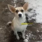 В Барнауле девушка привезла в поселок и выкинула на мороз собаку