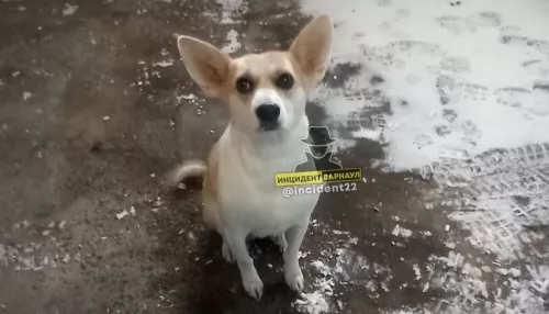 Появилась еще одна версия истории о брошенной на мороз собаке в Барнауле