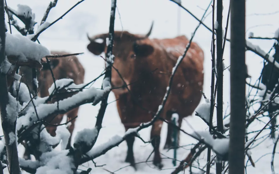 В Алтайском крае продолжает сокращаться поголовье коров