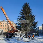 В Рубцовске на главной площади установили привезенную из садоводства елку