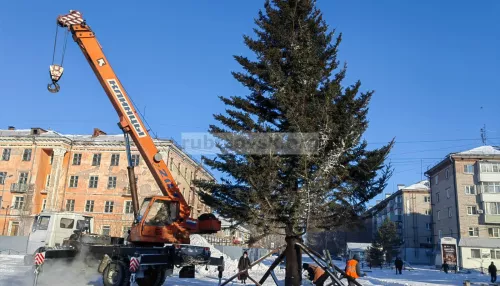 В Рубцовске на главной площади установили привезенную из садоводства елку